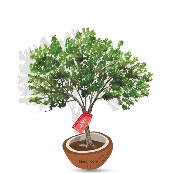 Nargil_Populus alba